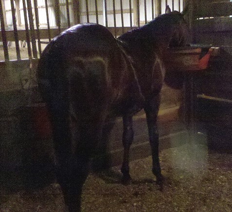 Tango after his bath