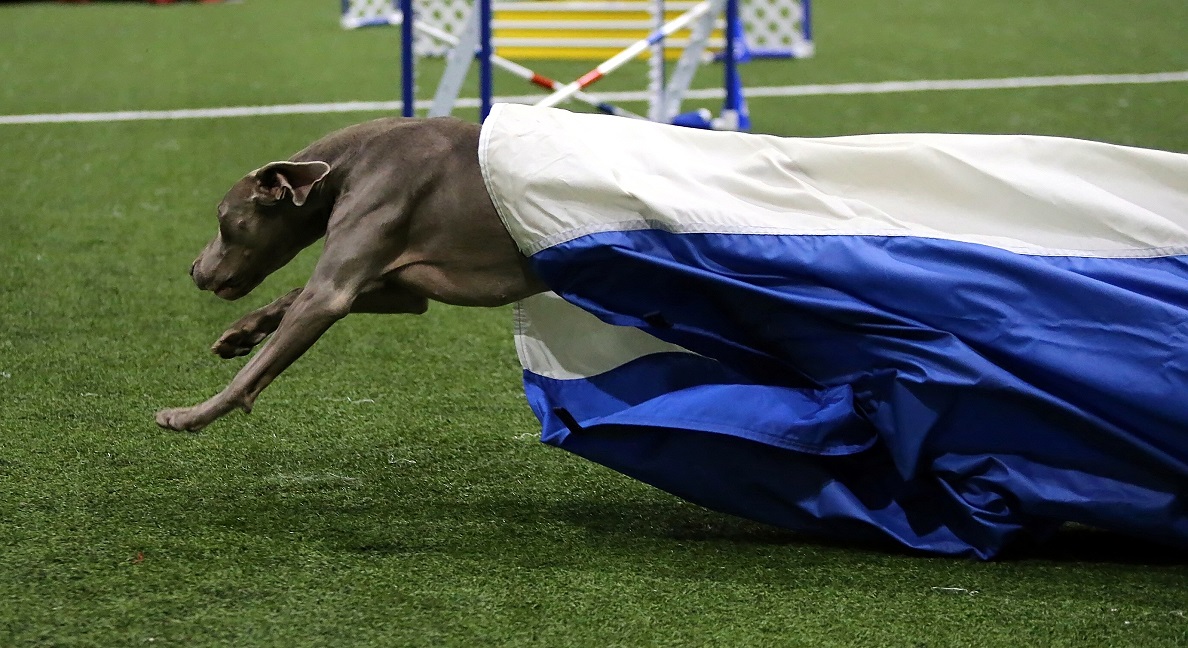 Coming out of the chute like a cannon!