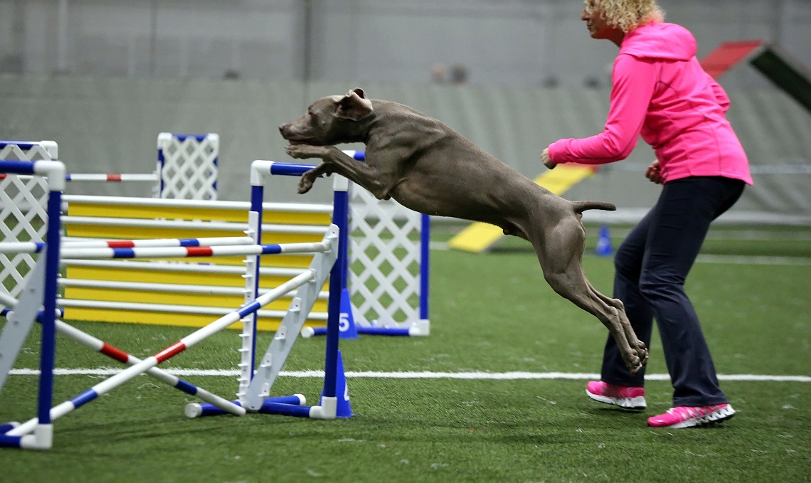 weimaraner jump!