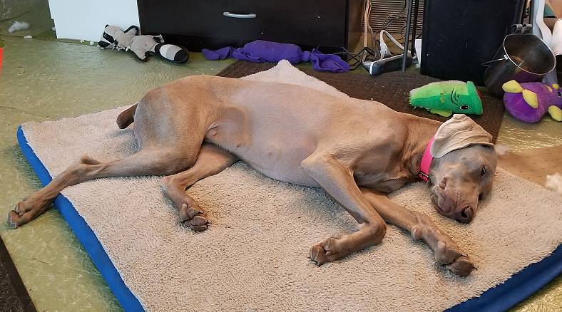 This is Noodle after an agility-full day!
